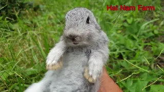 Caught another screaming baby bunny | scream rabbit