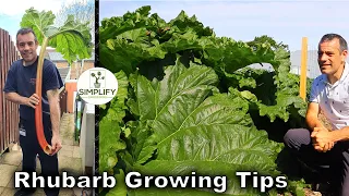 Grow Rhubarb So Big It Could Feed A Dinosaur!