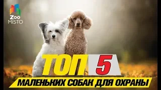 Топ 5 маленьких собак для охраныTop 5 small dogs to guard