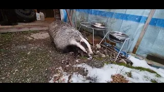 Badger wakes up for spring time at his birthday