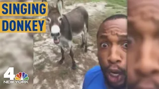 Must See: Donkey Sings Along to 'The Circle of Life,' Hits Viral High Note | NBC New York