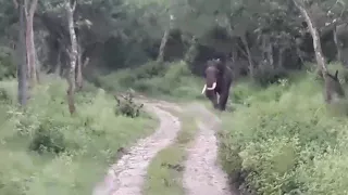 Elephant chase