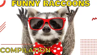Funny raccoon videos compilation 2022 😅 Funny raccoon videos for kids  😻 Funny raccoon moments video