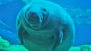 Manatee Farting Underwater