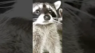 Соловьёв баснями не кормят. #raccoon #животные