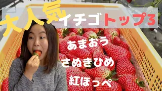 人気トップ３のイチゴを食べ比べ。結構違っていて面白い！あまおう、さぬきひめ、紅ほっぺ