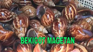 BEKICOT MAGETAN | JEJAK SI GUNDUL (03/02/23)