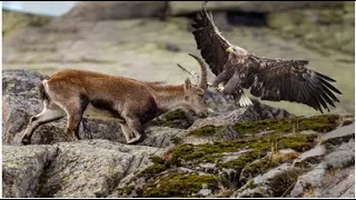 How Eagle Attack Mountain Goat. Giant Eagle throws a Goat alive from the sky