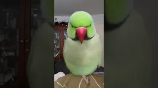 Cruiser Indian ringneck readjusting to life inside