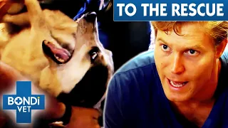 Heartbreaking Dog Crying In Pain After Horror Car Crash 😰 Bondi Vet To The Rescue Ep 2 | Bondi Vet