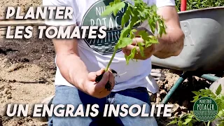 Planter les Tomates: Un Engrais insolite.
