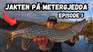 Jakten på metergjedda - EPISODE 1 // GJEDDEFISKE