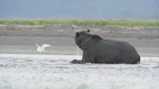 Grizzly bear chasing and catching a Sockeye salmon, Katmai National Park, Alaska, USA