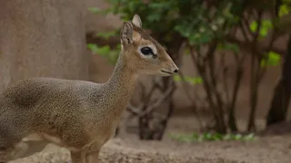 Click Click to Learn More About the Dik-dik!