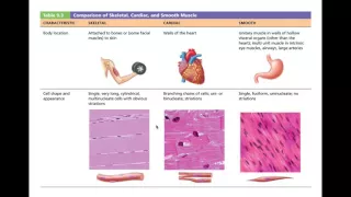 Chapter 9.1 Overview of Muscle Tissue BIO201