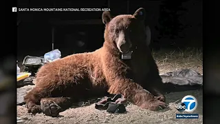 BB-12, black bear who roamed beach in Malibu, fatally struck on 101 Freeway