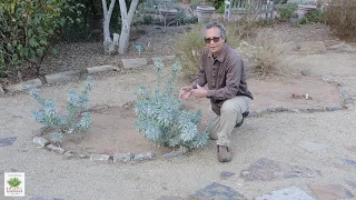 UCRBG California Native Plant Video Series: White Sage