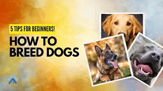 How To Breed Dogs For Beginners | Dog Breeding 101