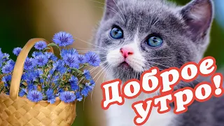 🌞 ДОБРОГО УТРА / ДОБРОЕ УТРО / С ДОБРЫМ УТРОМ / ДОБРОГО УТРА ЛЮБИМОЙ / ДОБРОЕ УТРО КАРТИНКИ