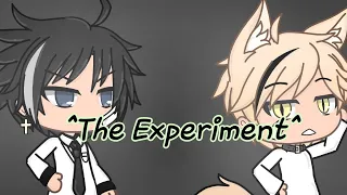 |The Experiment||Glmm||