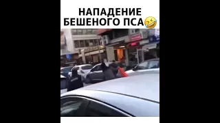 Нападение бешеного пса