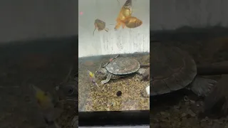 Kya turtle 🐢 ko fish 🐠 ke saath rakh sakte hain?#petvlog#shorts#turtles#petlife#petsman#subscribe