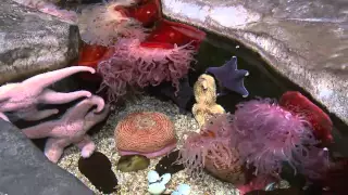 Georgia Aquarium - Atlanta Channel