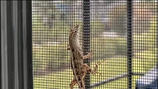 Critter traps itself - Finding 26 (Anolis sagrei)