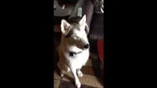 Nikita Husky howling