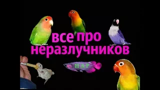 Все про неразлучников !