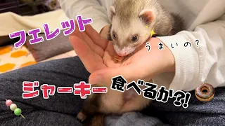 【フェレット】、初めてのジャーキーに挑戦!🍖✨#ダウくん#ボフくん#ferret