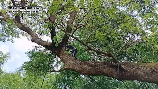 Makes me tremble... The process of felling trembesi tree, Stihl ms 881.