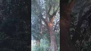 50 year old Acacia tree