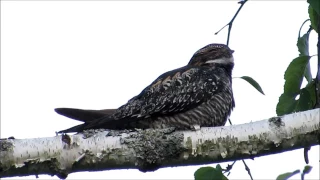 The Lovely Song of a Common Nighthawk at Dusk