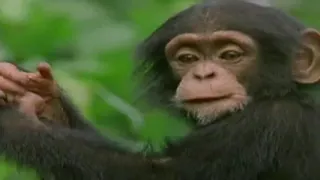 Цікава інформація про шимпанзе ( с.10)