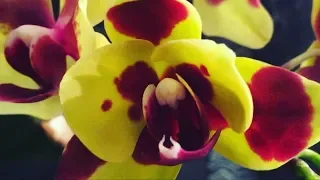 Цветут орхидеи: Легато - бабочка, Лас Вегас, Пиноккио, Стюартиана, Леко Фантастик .. ))))