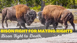 Wild Vibes | Bison Fight For Mating Rights | Bison Fight To Death