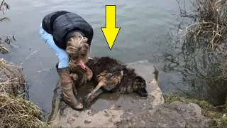 Собаку, билась в воде, женщина кинулась на помощь. Она еще не знала, почему та не могла выплыть сама