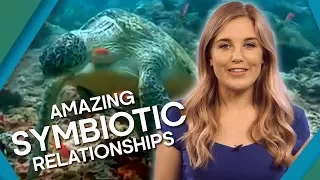 Extreme Animal Relationships | Earth Unplugged