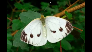 Pieris brassicae - The Large White - female and male