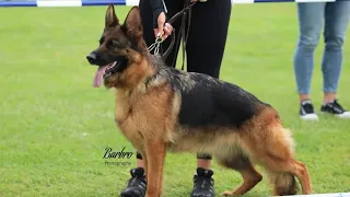 #VA4SamiraVomGrafenwald #bszs2023 #germanshepherd #gsd #worldchampionship #worldchampion #dog