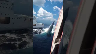 Megalodon Shark Attack 😲😲