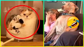 Los Videos de Perros y Gatos Más Divertidos 😹🐶