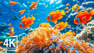 The Ocean Dreams 🐳- Coral Reefs and Colorful Sea Life - Relaxing Music