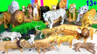 Big Cat Week 2019 Lion, Tiger, Leopard, Cheetah, White Tiger, White Lion - Zoo Animals 13+