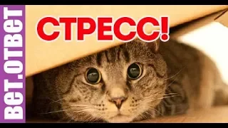 Как помочь кошке при стрессе! ВетОтвет