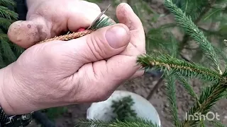 Щеплення ялини, технологія та строки.