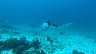 Manta saying hello - video 2 from the perspective of Pauline Potter - see video 1 for my perspective