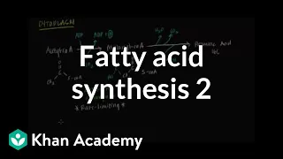 Fatty Acid Synthesis - Part II