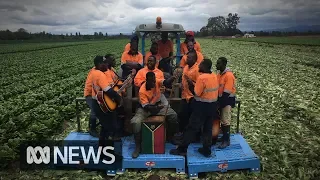 Sweet sounds of Vanuatu's seasonal workers | ABC News